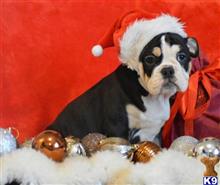french bulldog puppy posted by Jessica reynolds